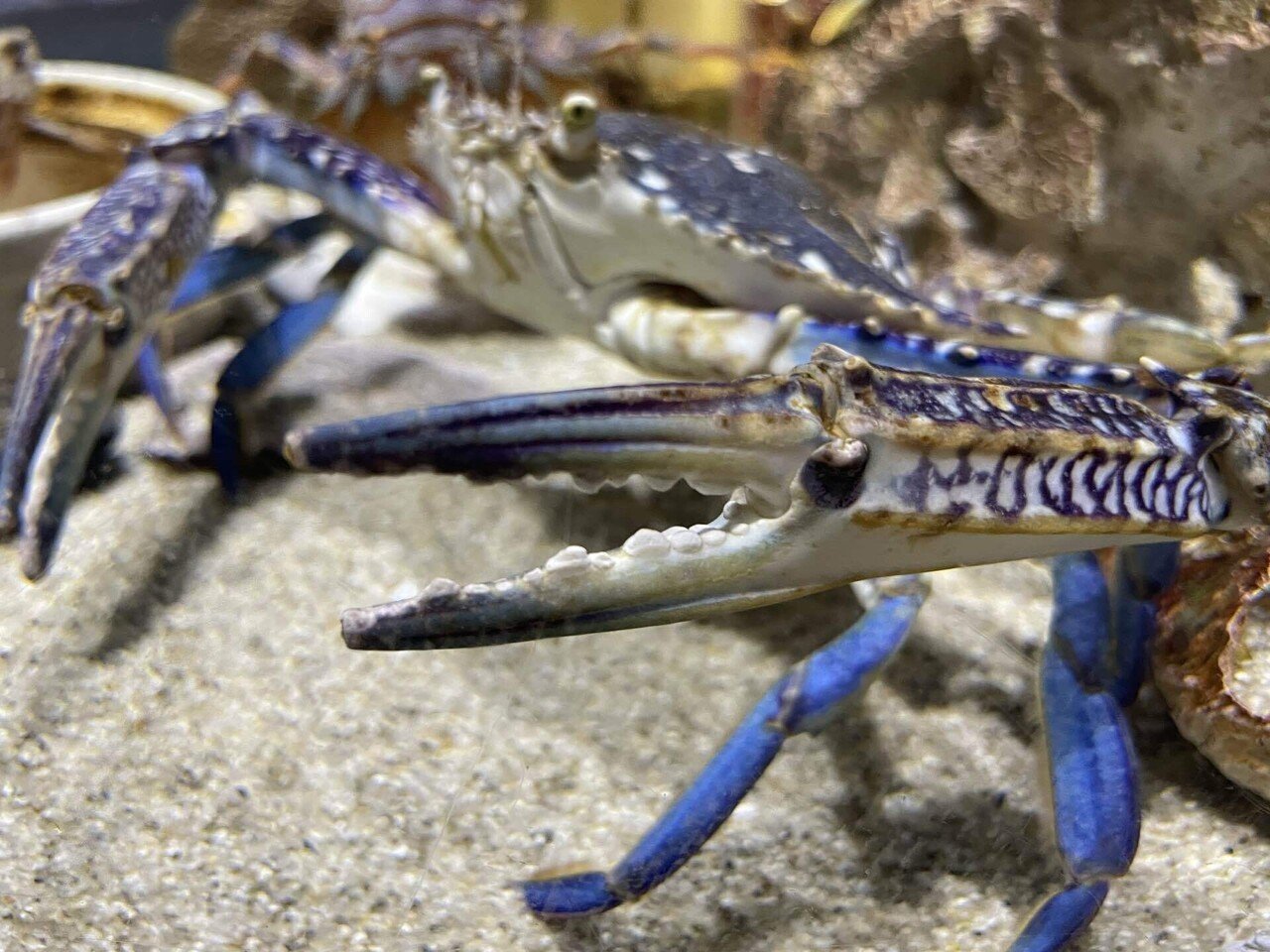 タイワンガザミ《展示動物解説》｜桂浜水族館 公式