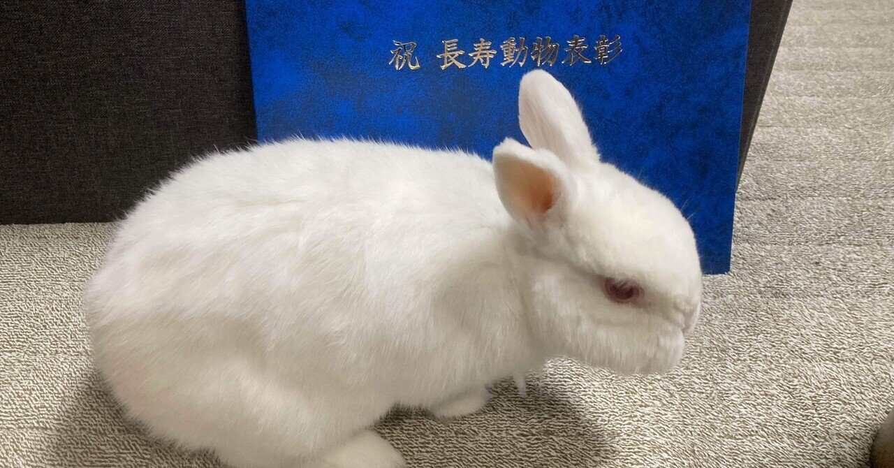 ネザーランドドワーフページです(*^-^*)/ ペット】ネザーランドドワーフが10歳になりました｜Ser Khs