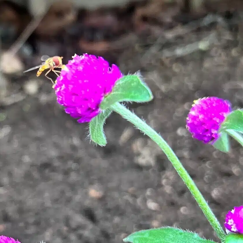 千日草