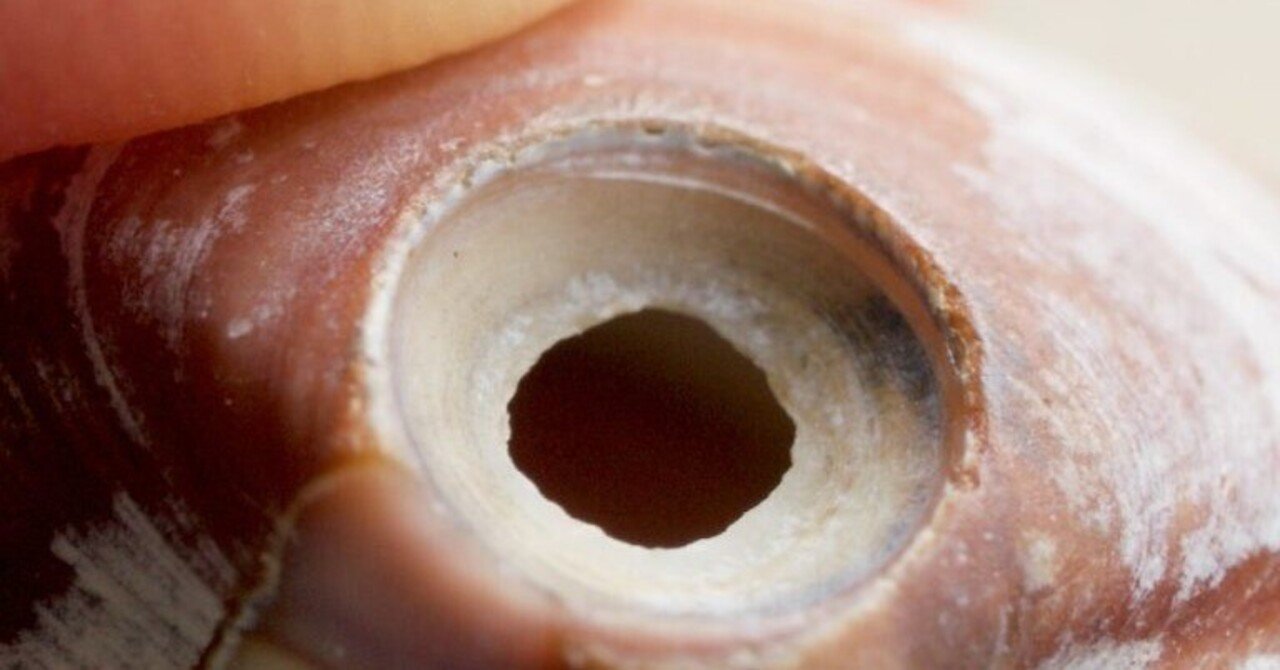 砂浜に落ちている、キレイに穴が空いた二枚貝の最期が壮絶すぎる件