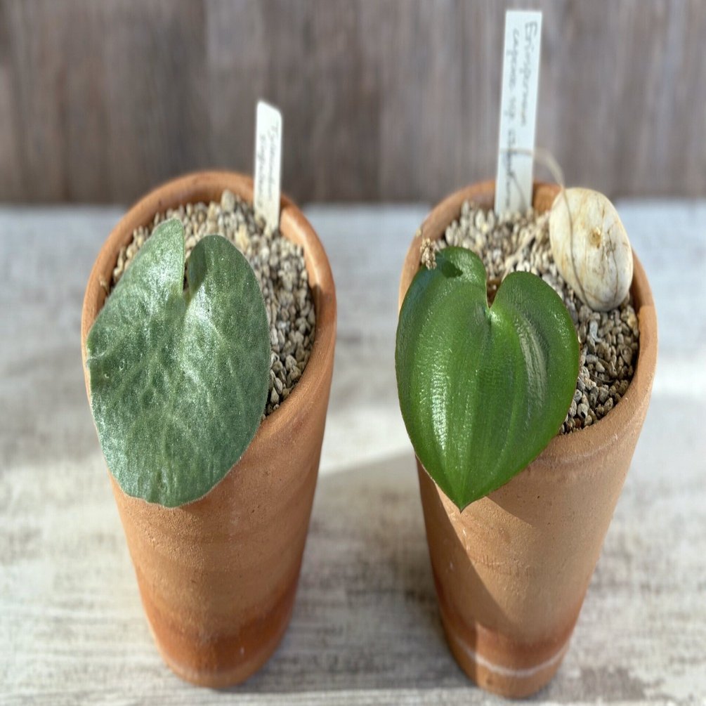 エリオスペルマム や 球根クラッスラ ｜暇人