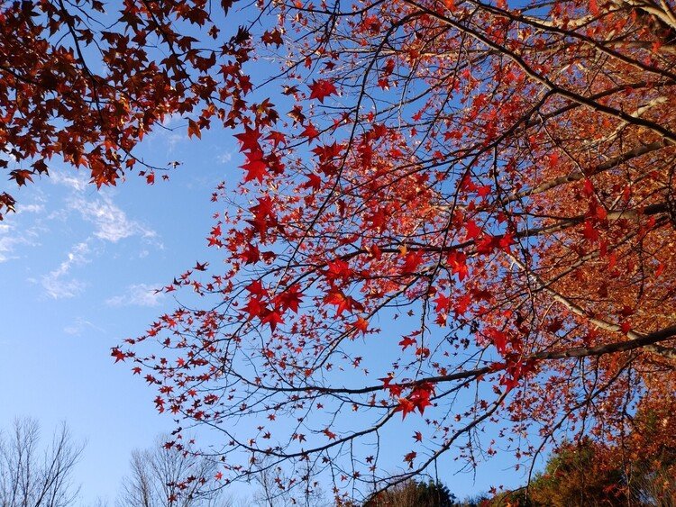 特別価格**「紅葉は、過去を美しく手放し、未来への扉を静かに開く力」大品盆栽 初夏の紅葉は鮮やかだった｜じんた堂
