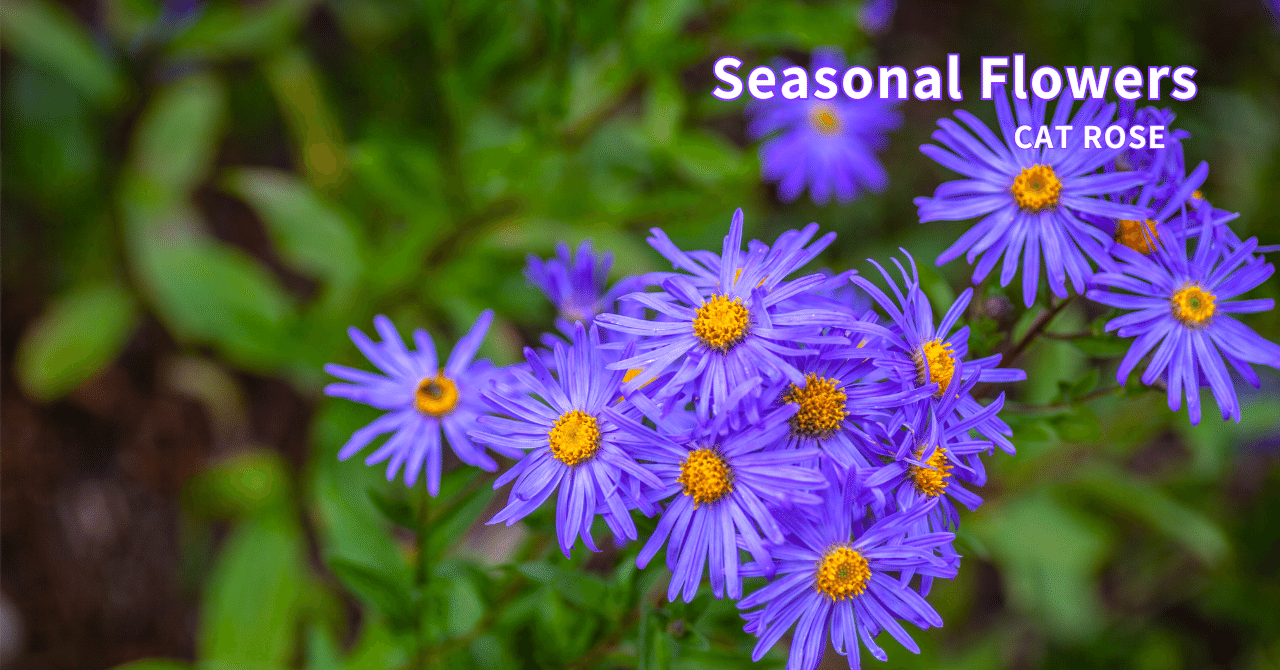 今週の花 「宿根アスター」｜Cat rose 「ガーデニングブログ Cat Rose