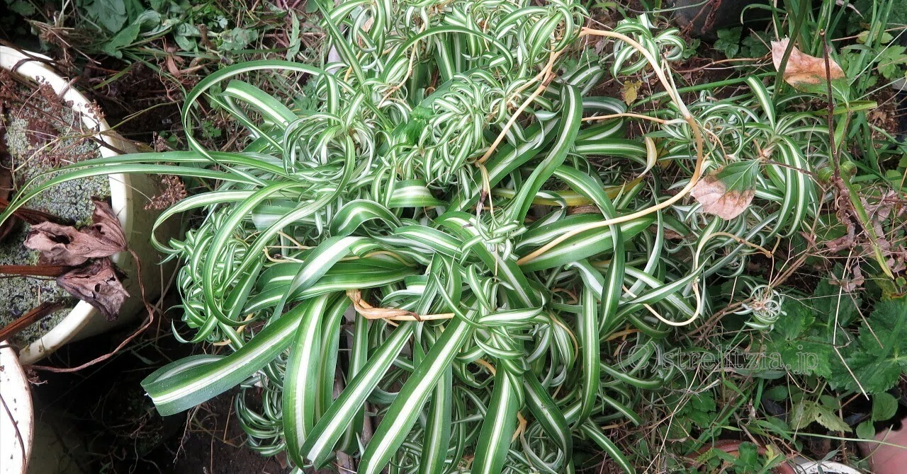 回顧 オリヅルラン｜極楽鳥花植物園