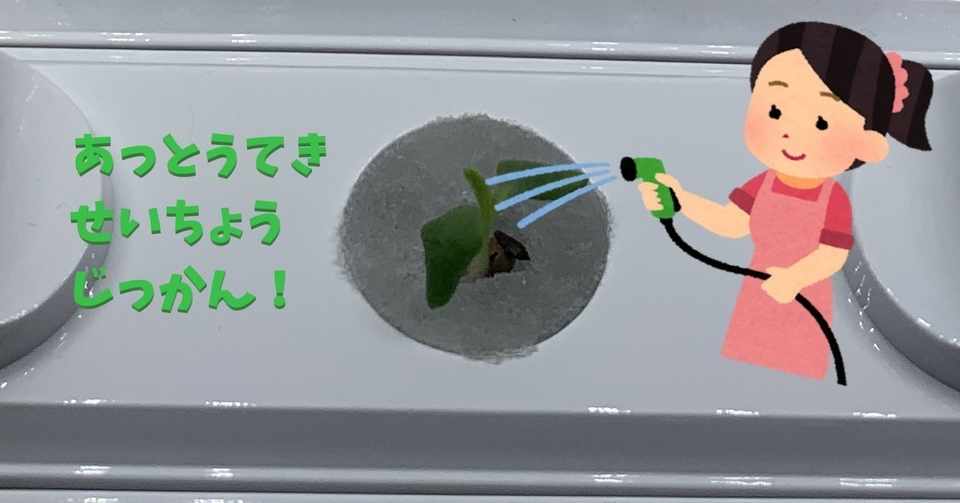 0から始めるやさい物語 リーフレタス 0日目 7日目 ぐーふぉふ Note