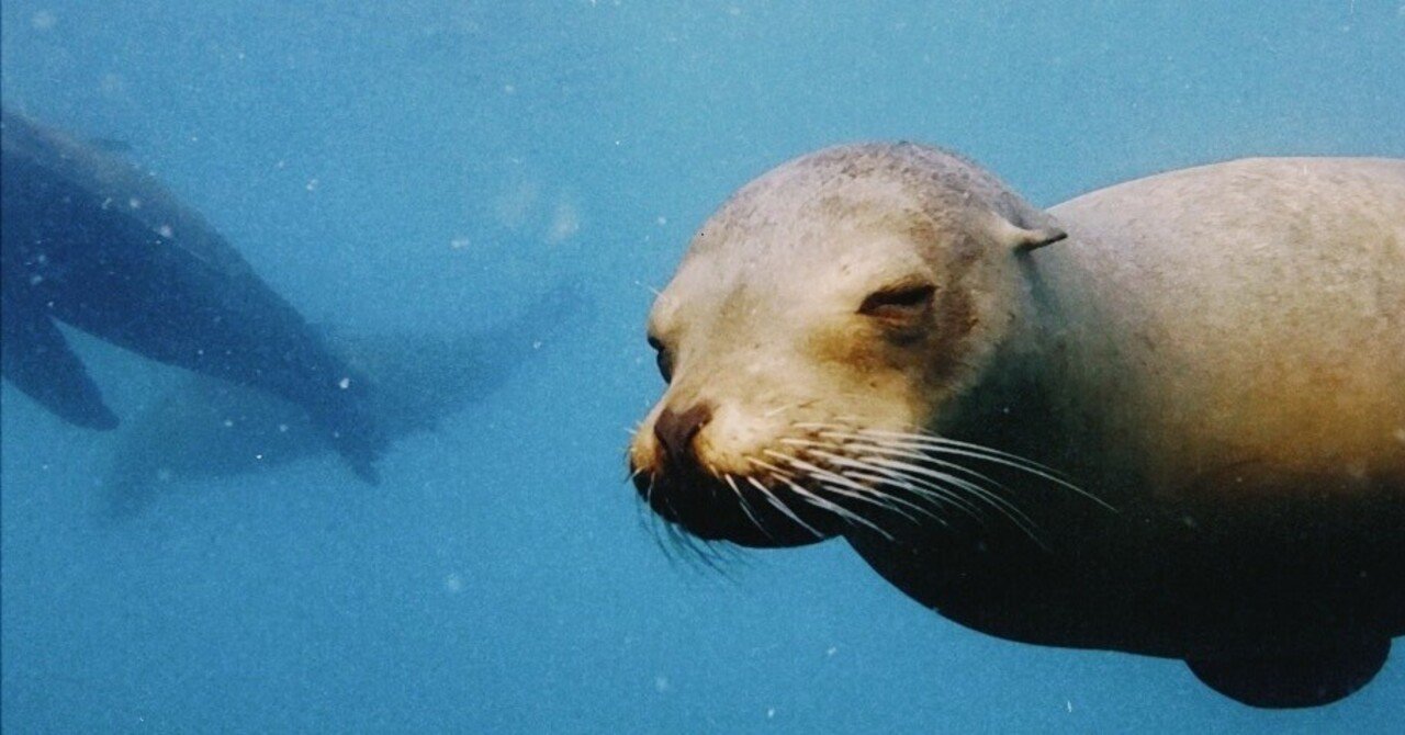 おねむなアシカと共にぷかぷか(ラパス/メキシコ)｜maryo｜世界旅, image size:1280x670