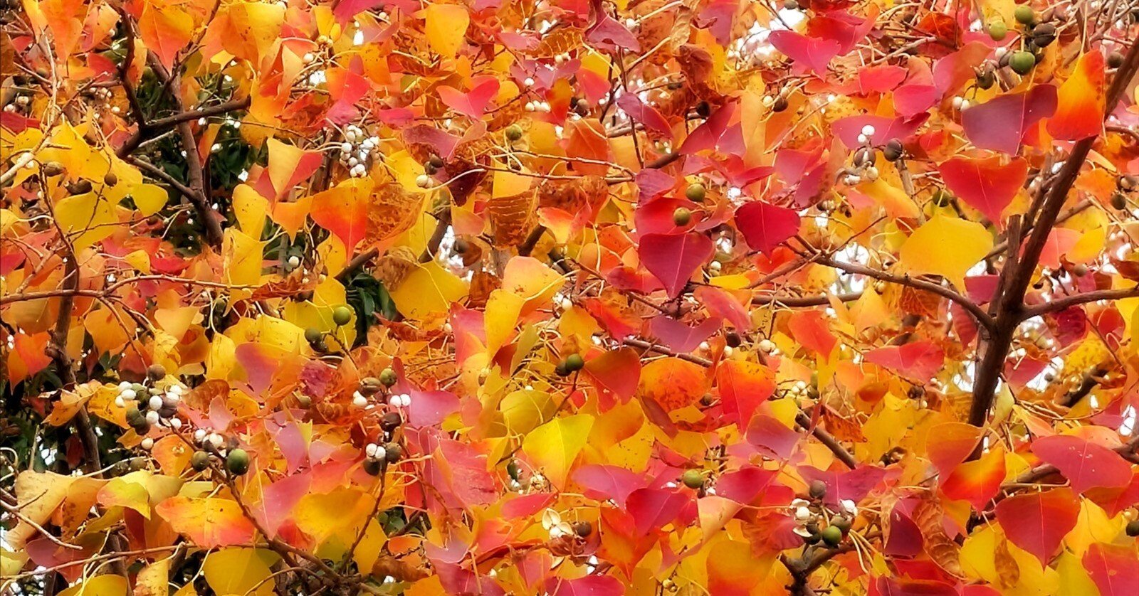 ナンキンハゼの実｜annon