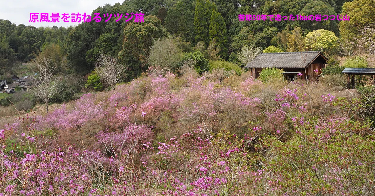 72．苦節50年で造った1haの岩つつじ山｜sasayan