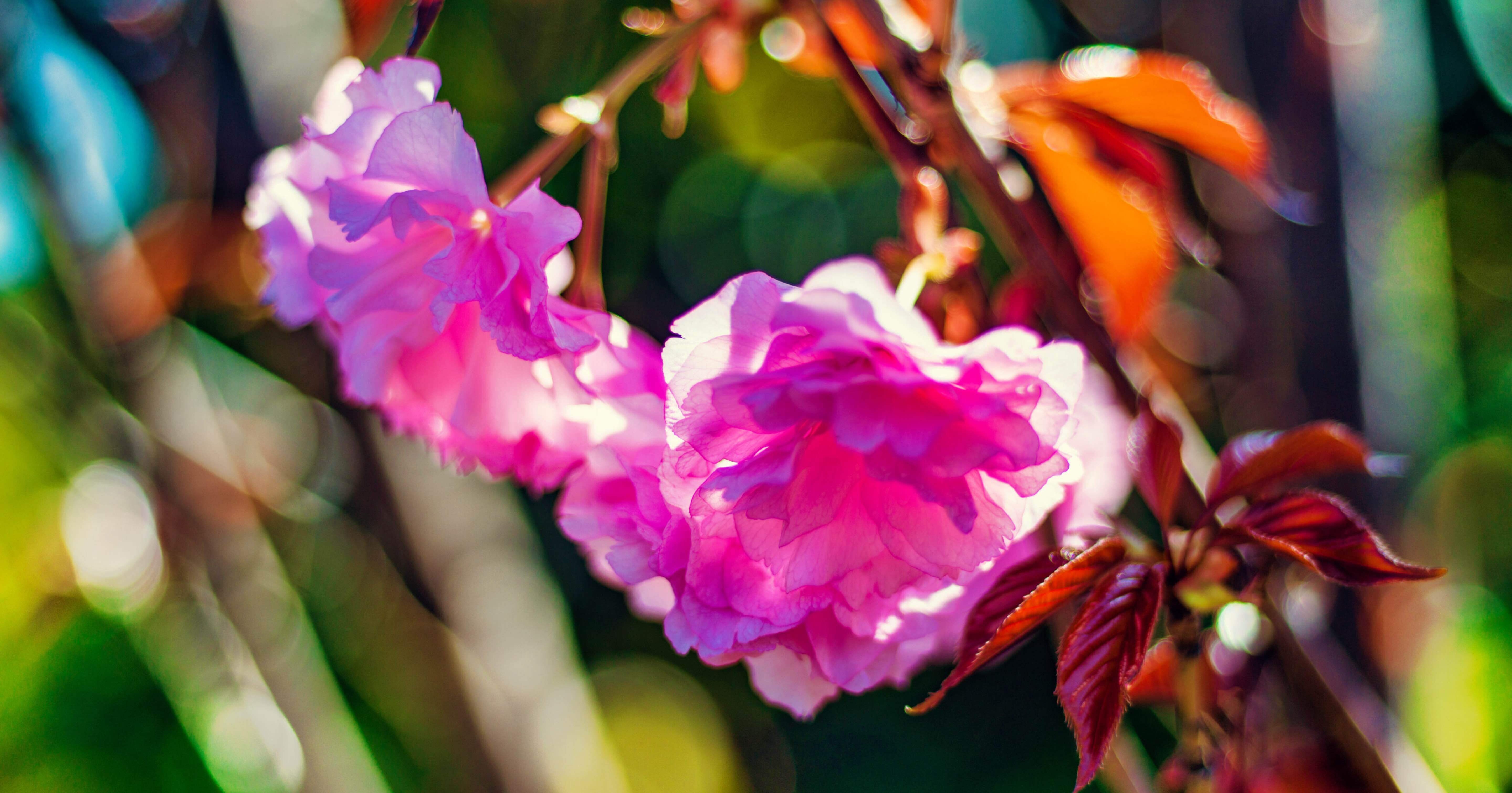 グラフレックス XL KS-98B PLANAR 80mm F2.8 中判カメラ グラフレックス XL KS-98B PLANAR 80mm F2.8 中判カメラ グラフ