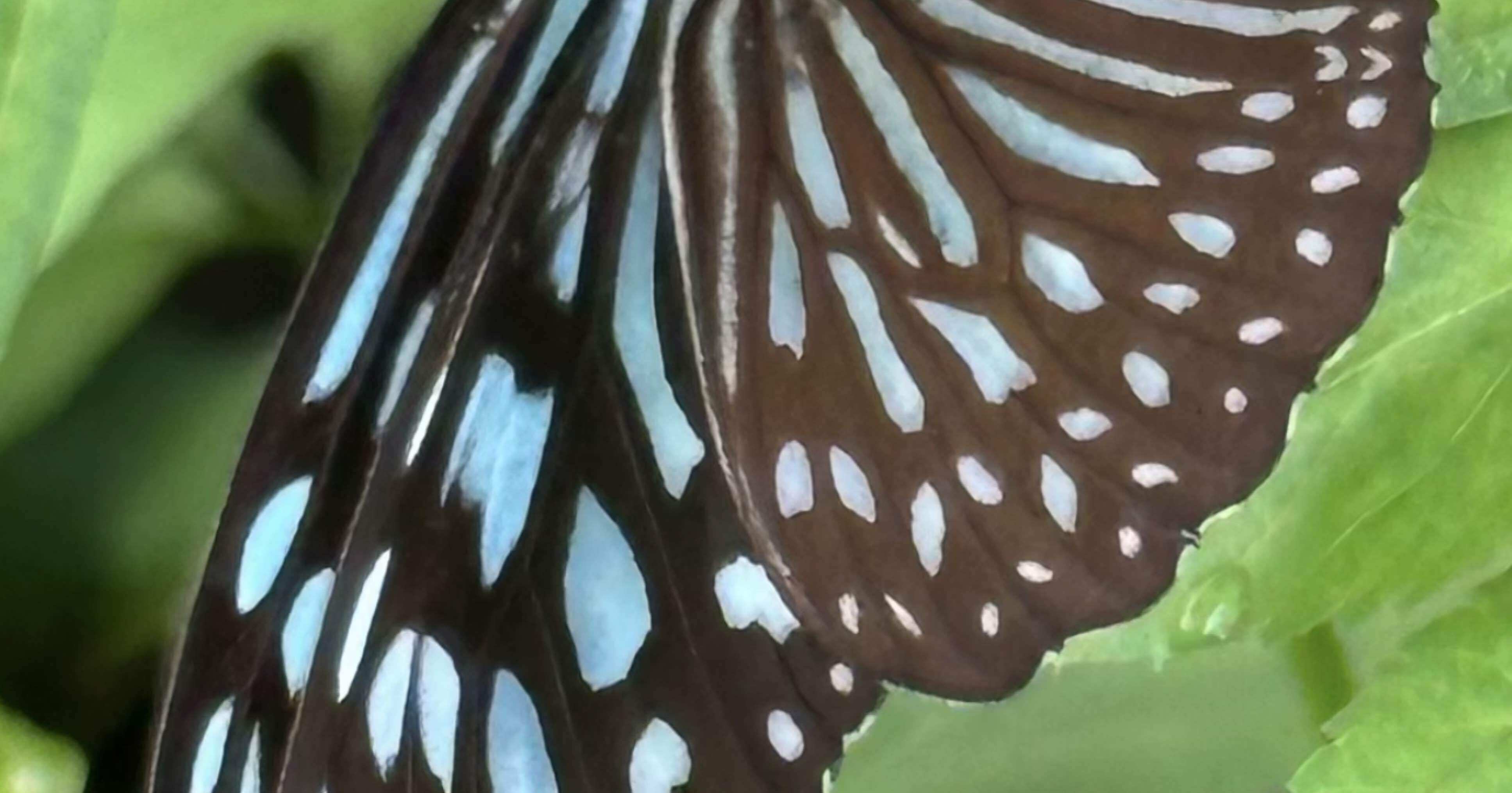 リュウキュウアサギマダラ 田中一村が絵に残した美しきものたち｜EGGSEED