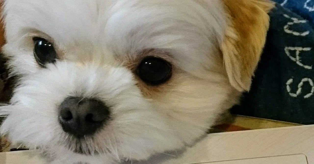 犬とパソコン__2_