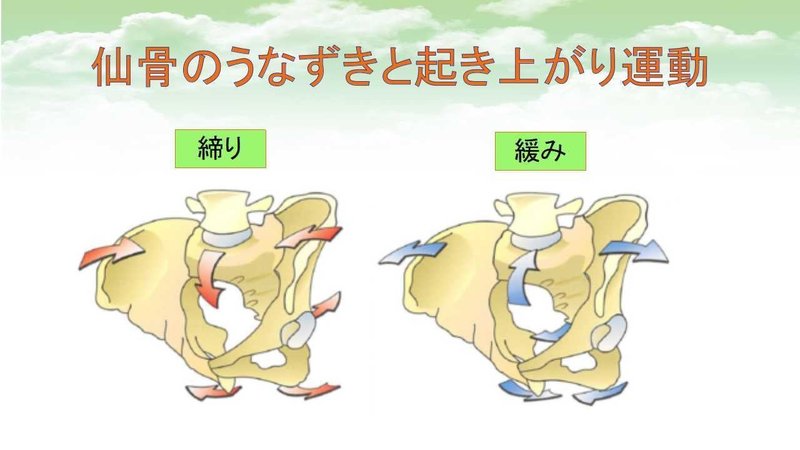 エネルギー伝達の機能を持つ骨盤に影響を与える仙腸関節とは マコト Note エネルギー伝達の機能を持つ骨盤に影響を与える仙腸関節とは マコト Note