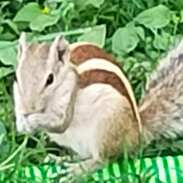 らっちゃん