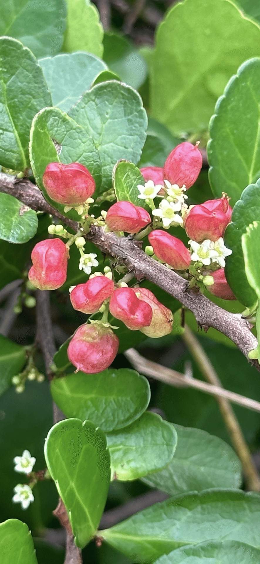ハリツルマサキ 幸せを運ぶ小さなハート型の実｜EGGSEED