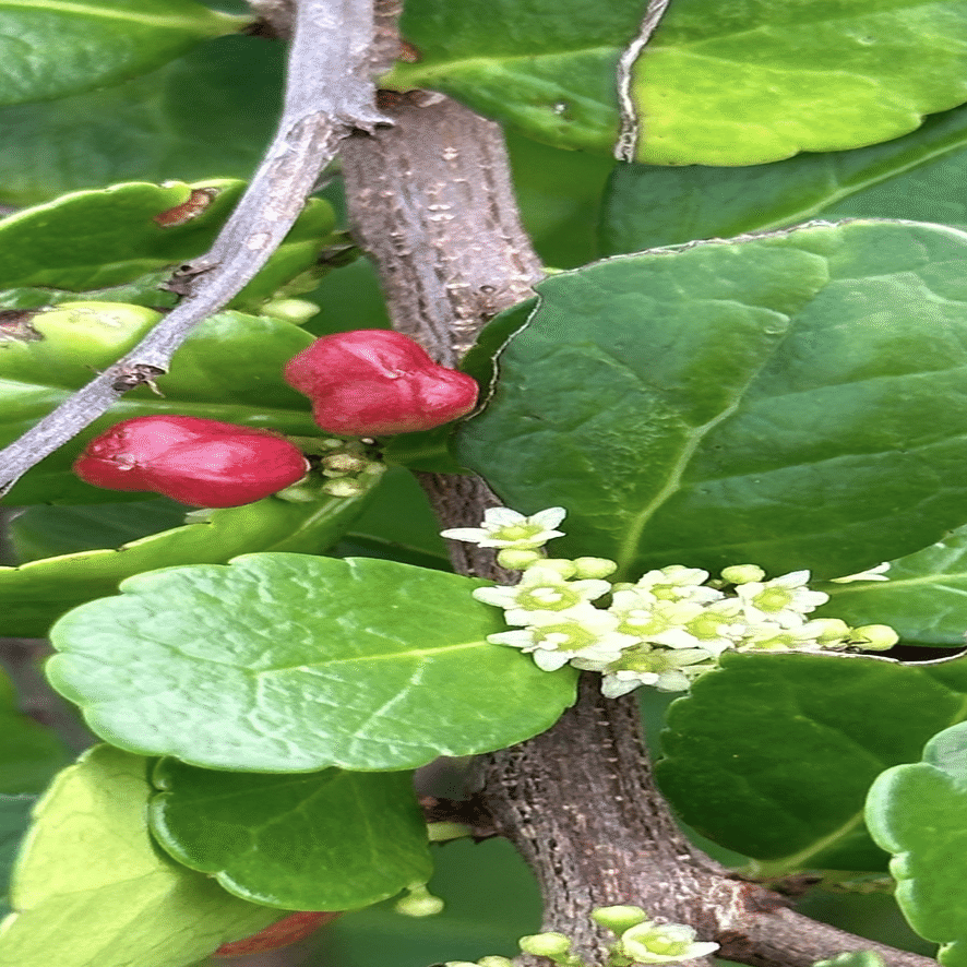 ✨✨✨オキナワハートツリー【◎良品素材】検/ハリツリマサキ ハリツルマサキ 幸せを運ぶ小さなハート型の実｜EGGSEED