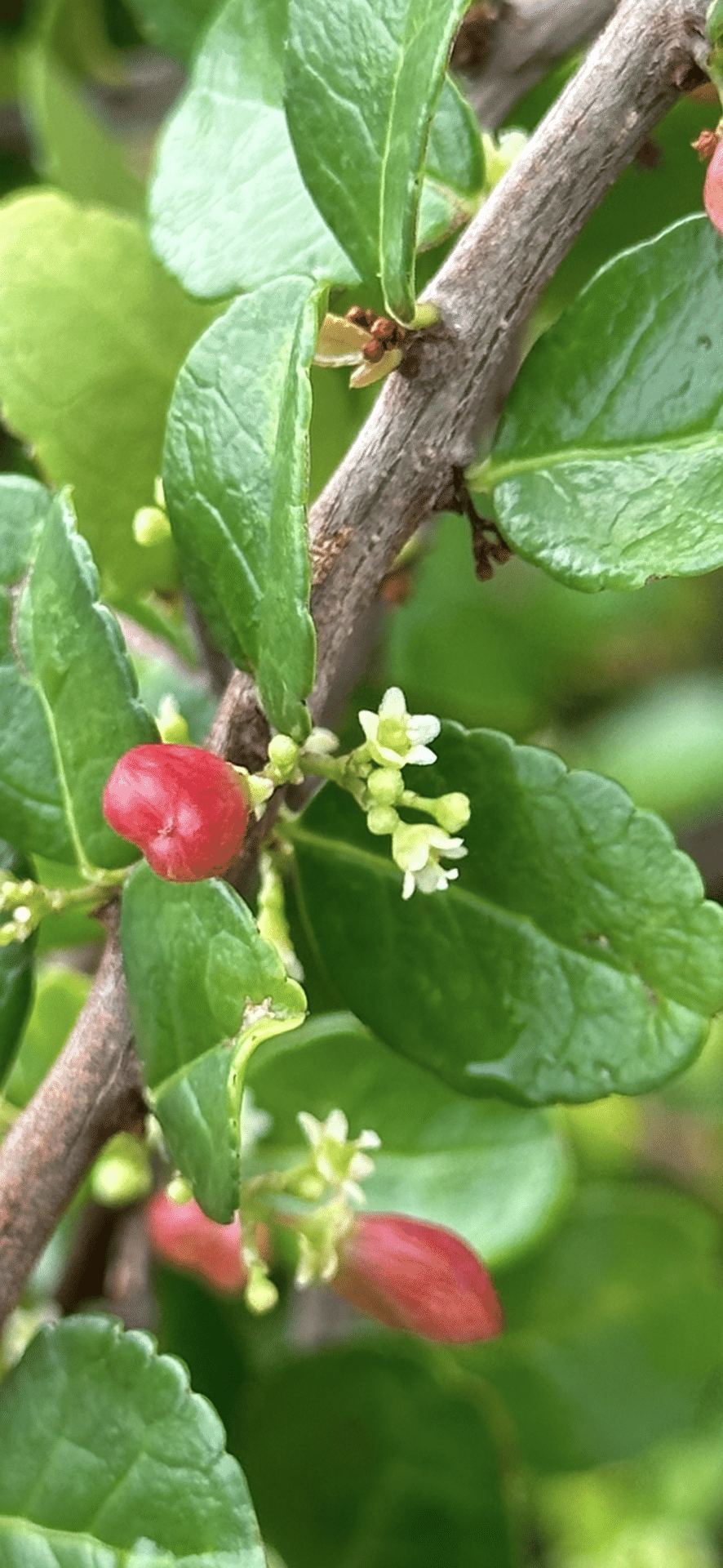 ハリツルマサキ 幸せを運ぶ小さなハート型の実｜EGGSEED