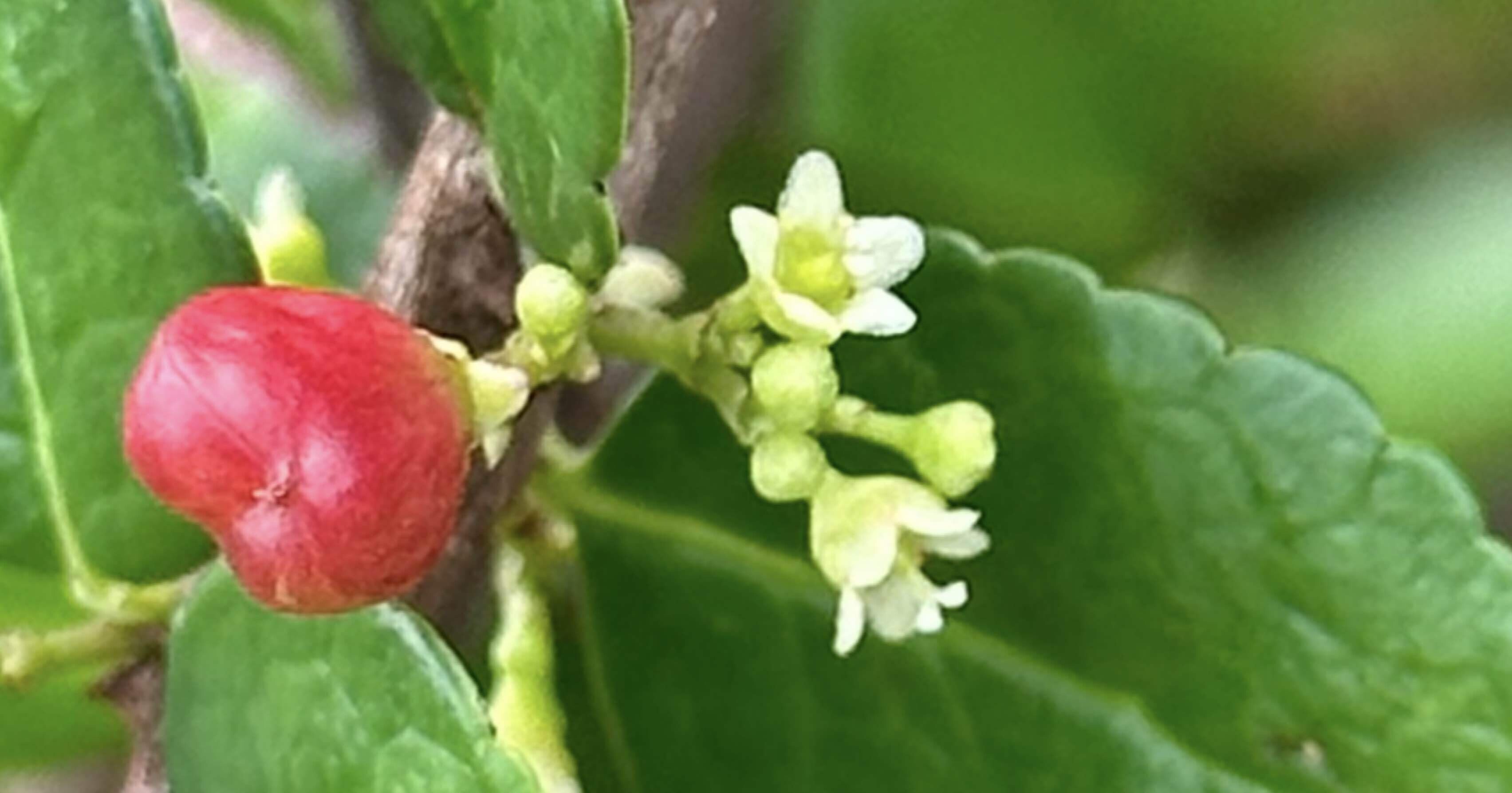 ハリツルマサキ 幸せを運ぶ小さなハート型の実｜EGGSEED