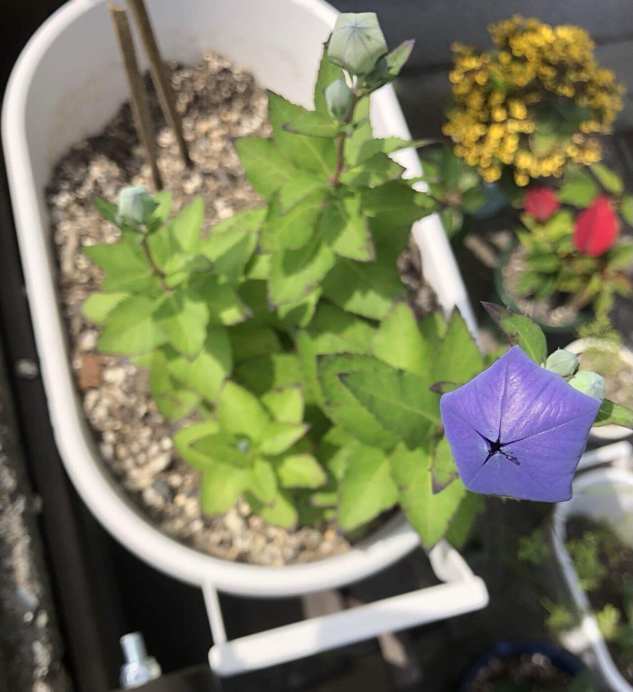 Flowering」について｜榎田吉秋