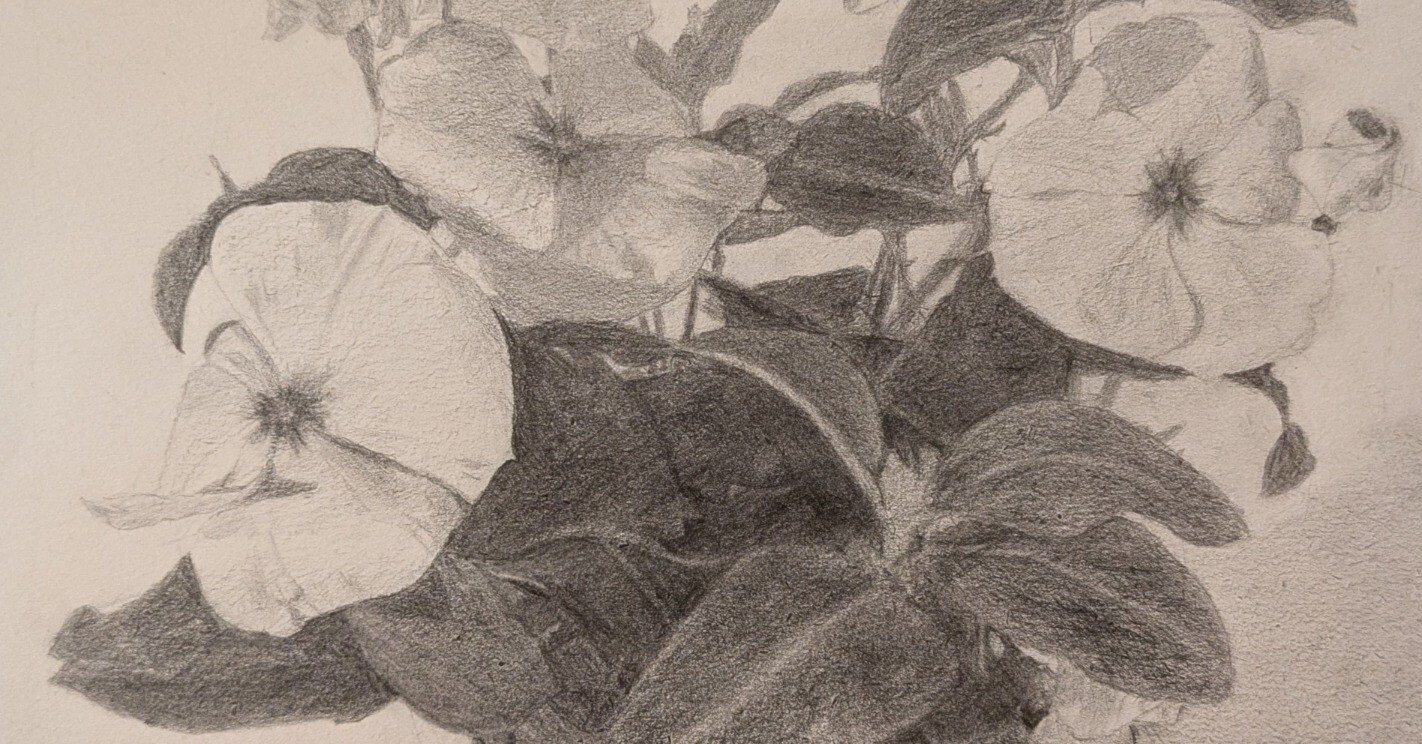 デッサン31回目（花の鉢16回目）｜えのべん