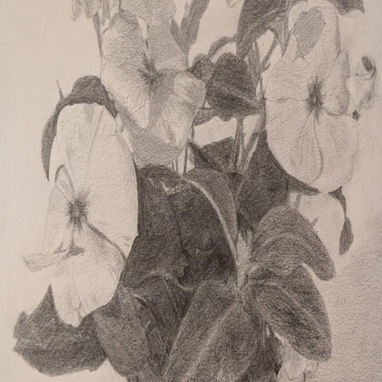 デッサン31回目（花の鉢16回目）｜えのべん