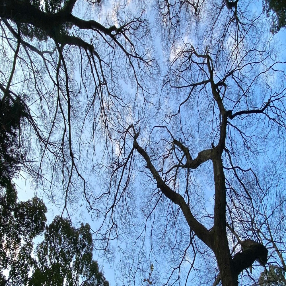 樹木図鑑 その⑫ ムクノキ 〜地中に宿る記憶を根で辿る、逞しき都市