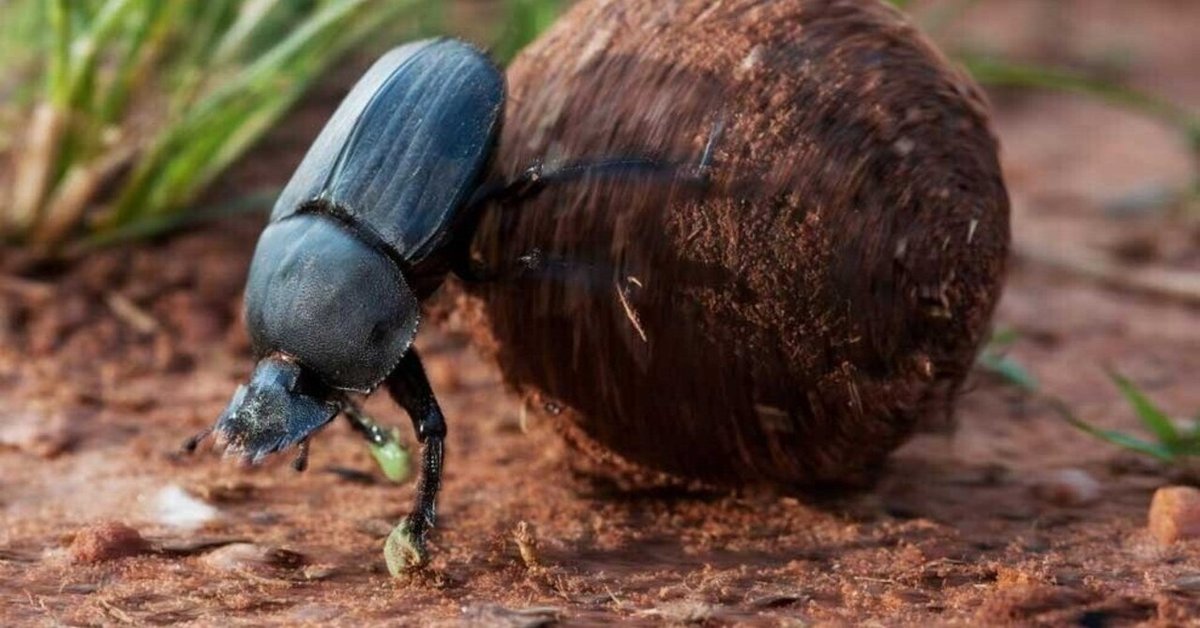 中学の時作ったフンコロガシ