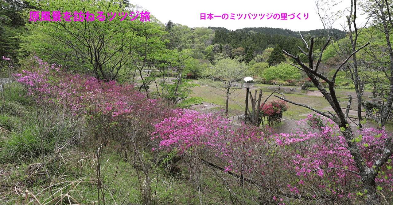 73．日本一のミツバツツジの里づくり｜sasayan