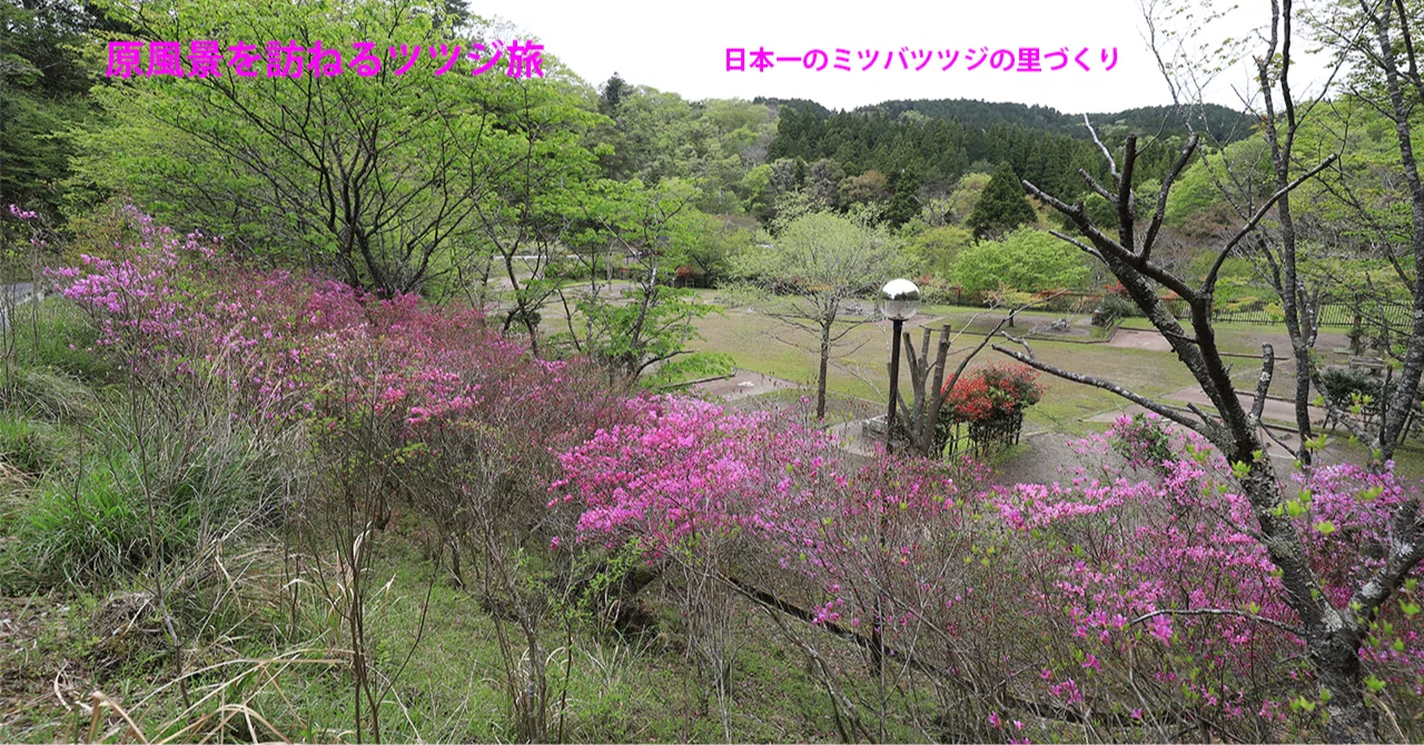 50 山採りミツバツツジ 50 山採りミツバツツジ
