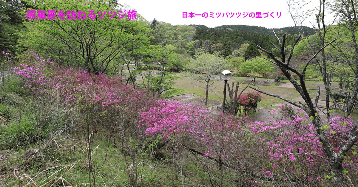 10 山採り ミツバツツジ 煩わしい