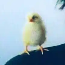 アキラ