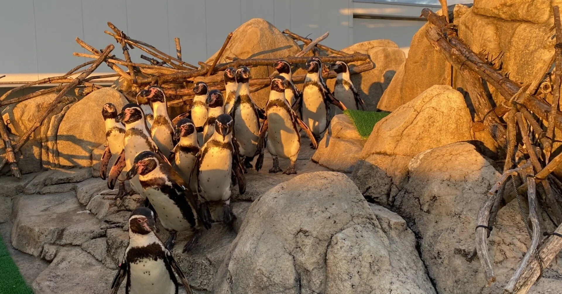 冬といえば｜仙台うみの杜水族館