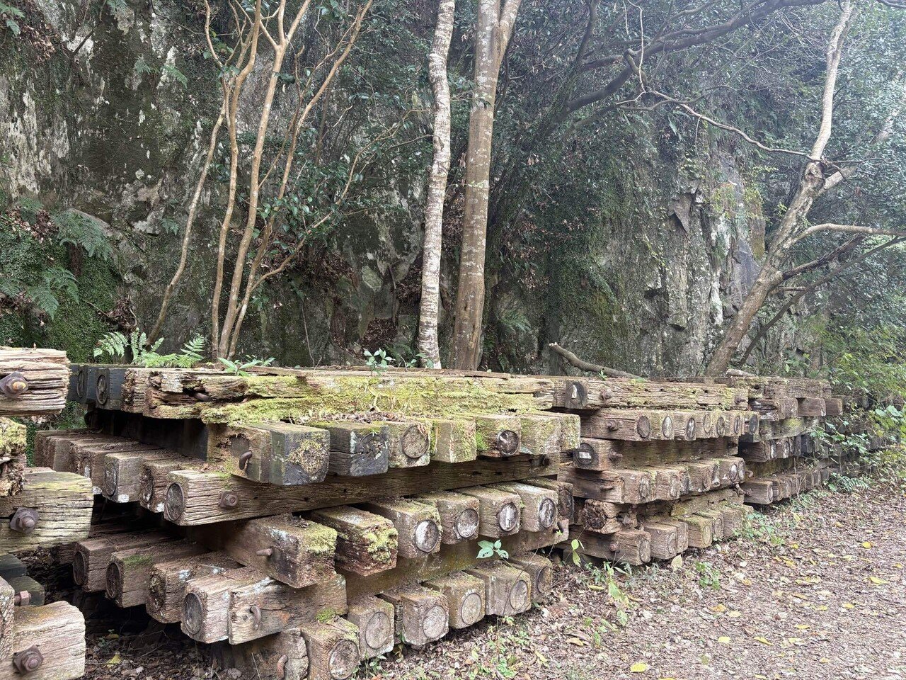 ハイキング⑧JR福知山線廃線敷｜さくら