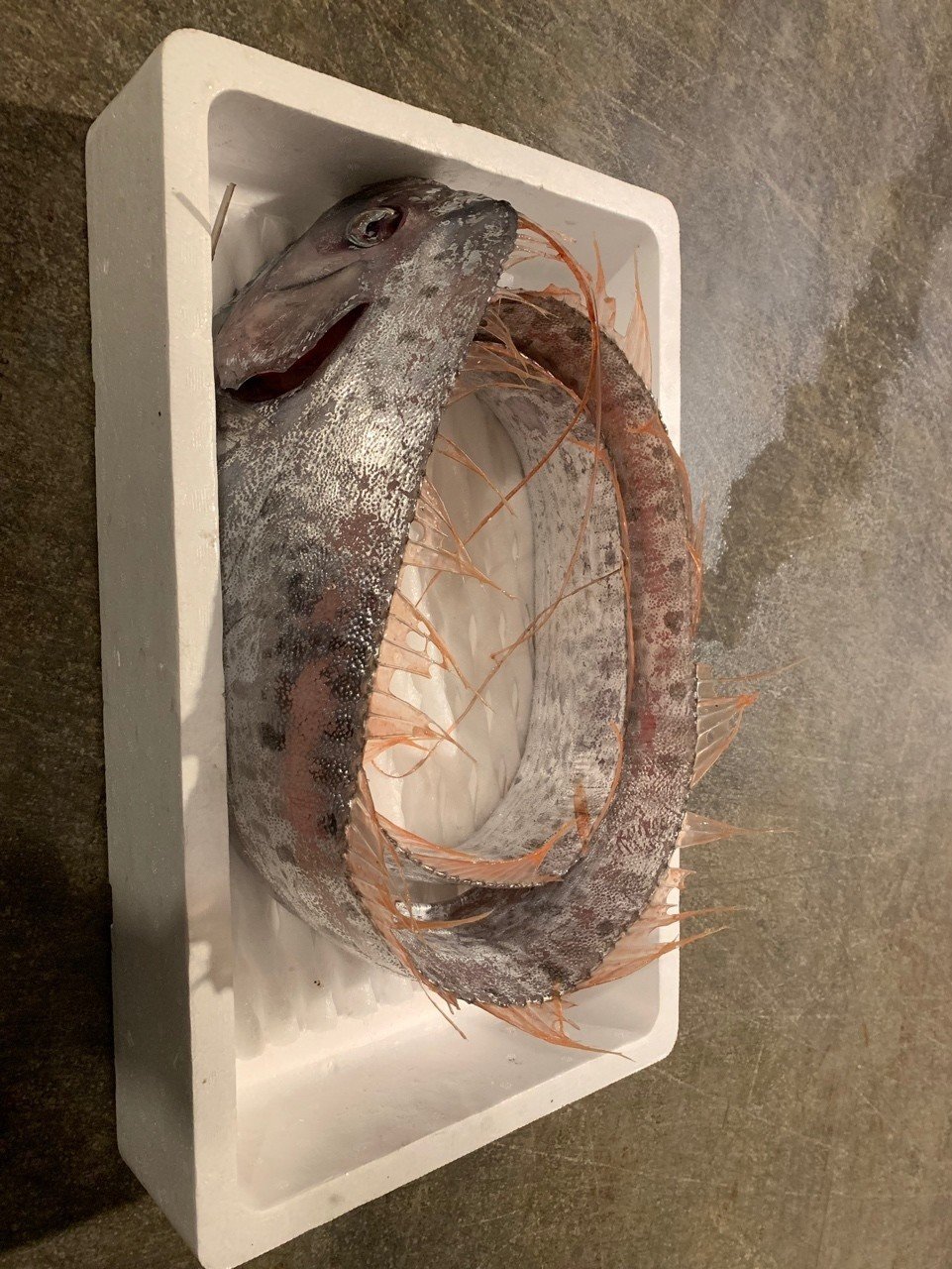 リュウグウノツカイ｜るー