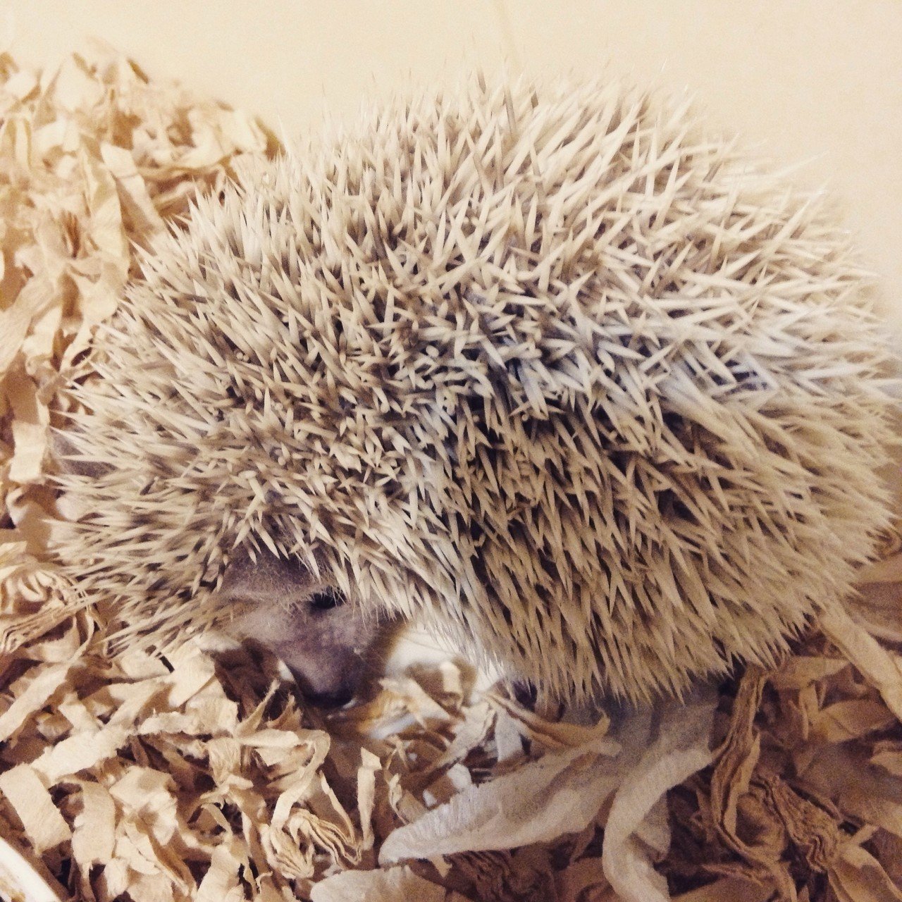 ハリネズミを飼い始めました 名前はぐり 動物の記事ばっかり載せるひとって 自分で考えることなんにもしてないやん と思って ふ んって思ってたけども やっぱりかわいいから見せたくなっちゃうんだね 笑 みほいっぷ Note ハリネズミを飼い始めました 名前はぐり 動物の記事ばっかり載せるひとって 自分で考えることなんにもしてないやん と思って ふ んって思ってたけども やっぱりかわいいから見せたくなっちゃうんだね 笑 みほいっぷ Note