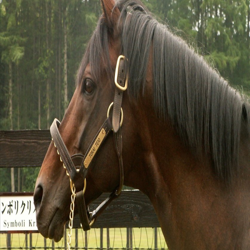 第44回ジャパンカップ ドウデュース ミニゼッケン 競馬