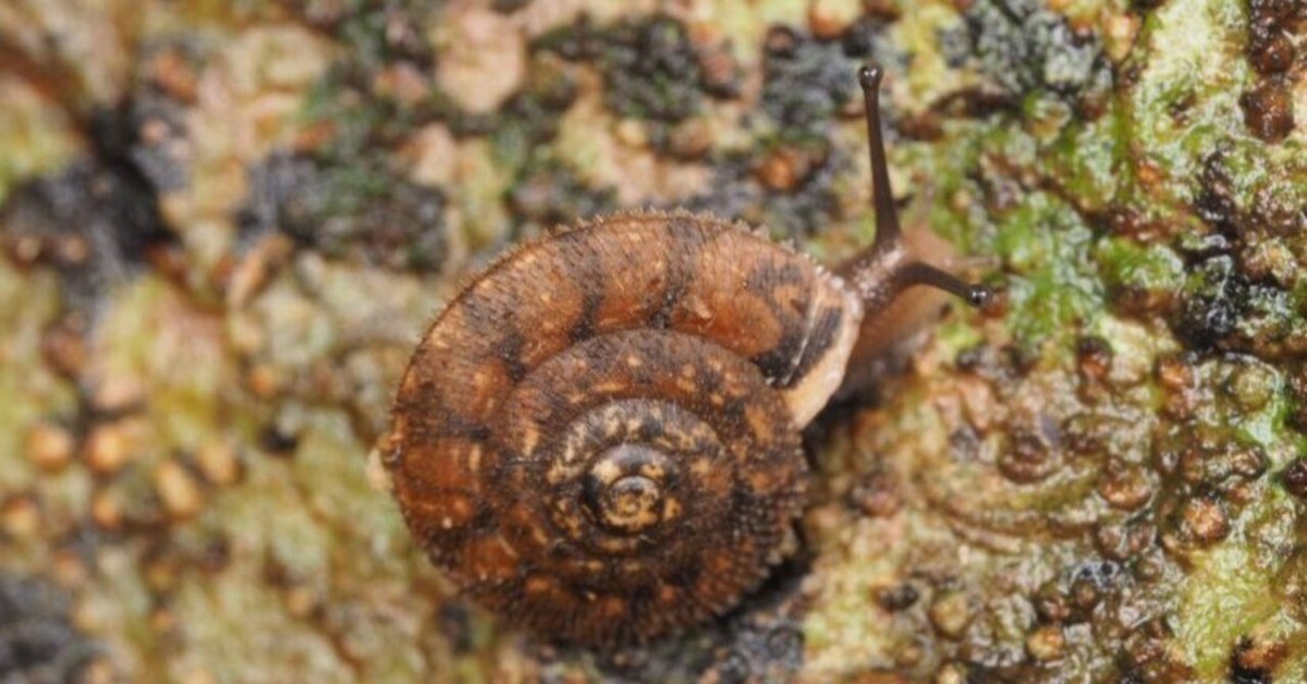 カタツムリさま確認用