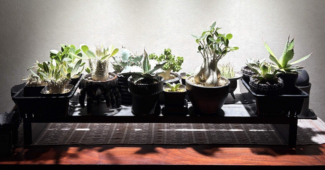 アガベや塊根植物の冬越しについてAIに聞いてみた｜ドラゴン・スー