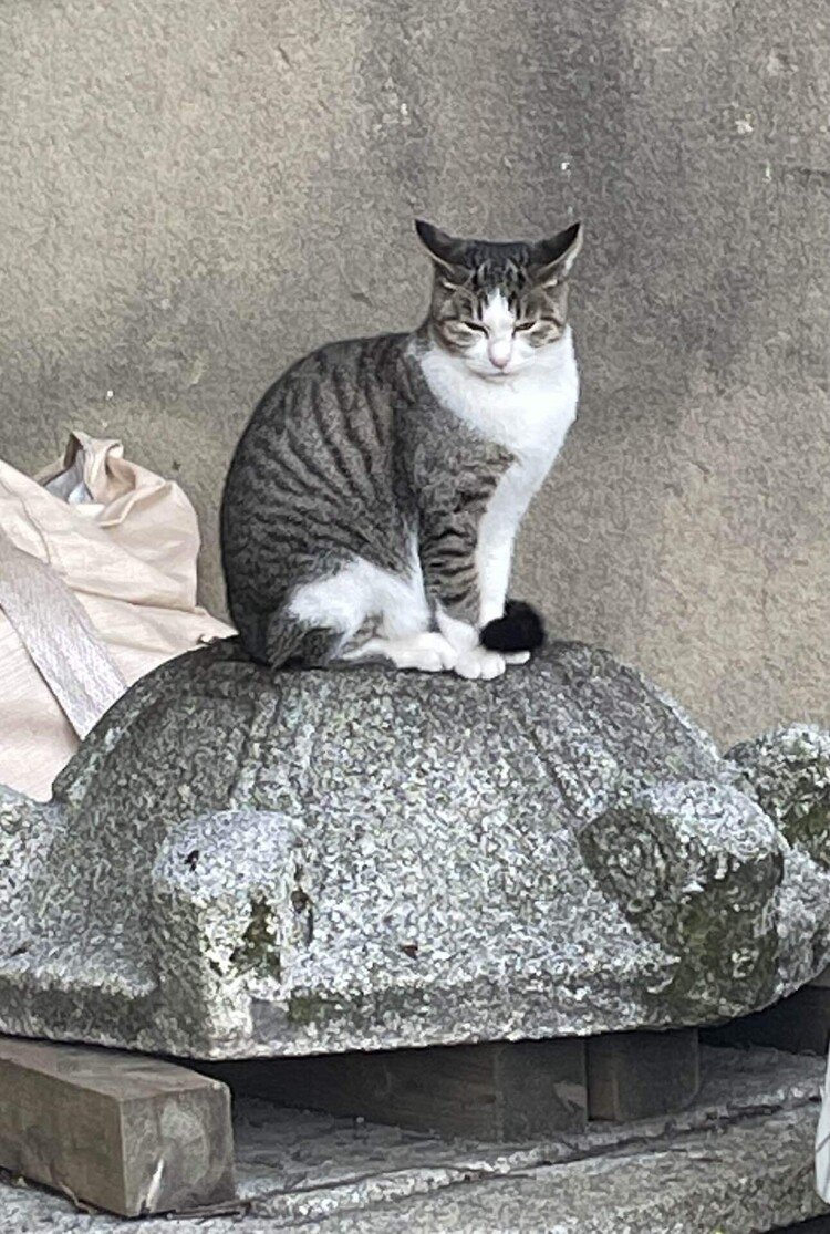 今朝は寒かった。日中でも最高気温13℃と言う。春に生まれた子猫が育って、北門の辺りには、新しい集団が。参道脇の黒猫やベージュの猫の溜まり場とは別の猫達がいる。参道脇の猫達を南組、北門あたりの猫を北組と、勝手に、名付けた。