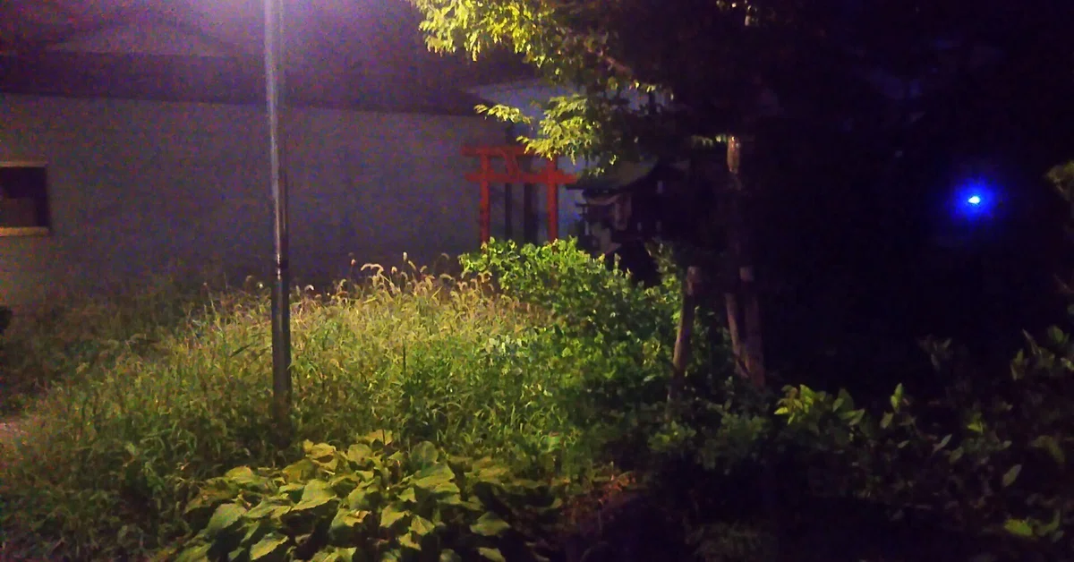 Free, like a flower.｜時澤 言森(ときざわ こともり)
