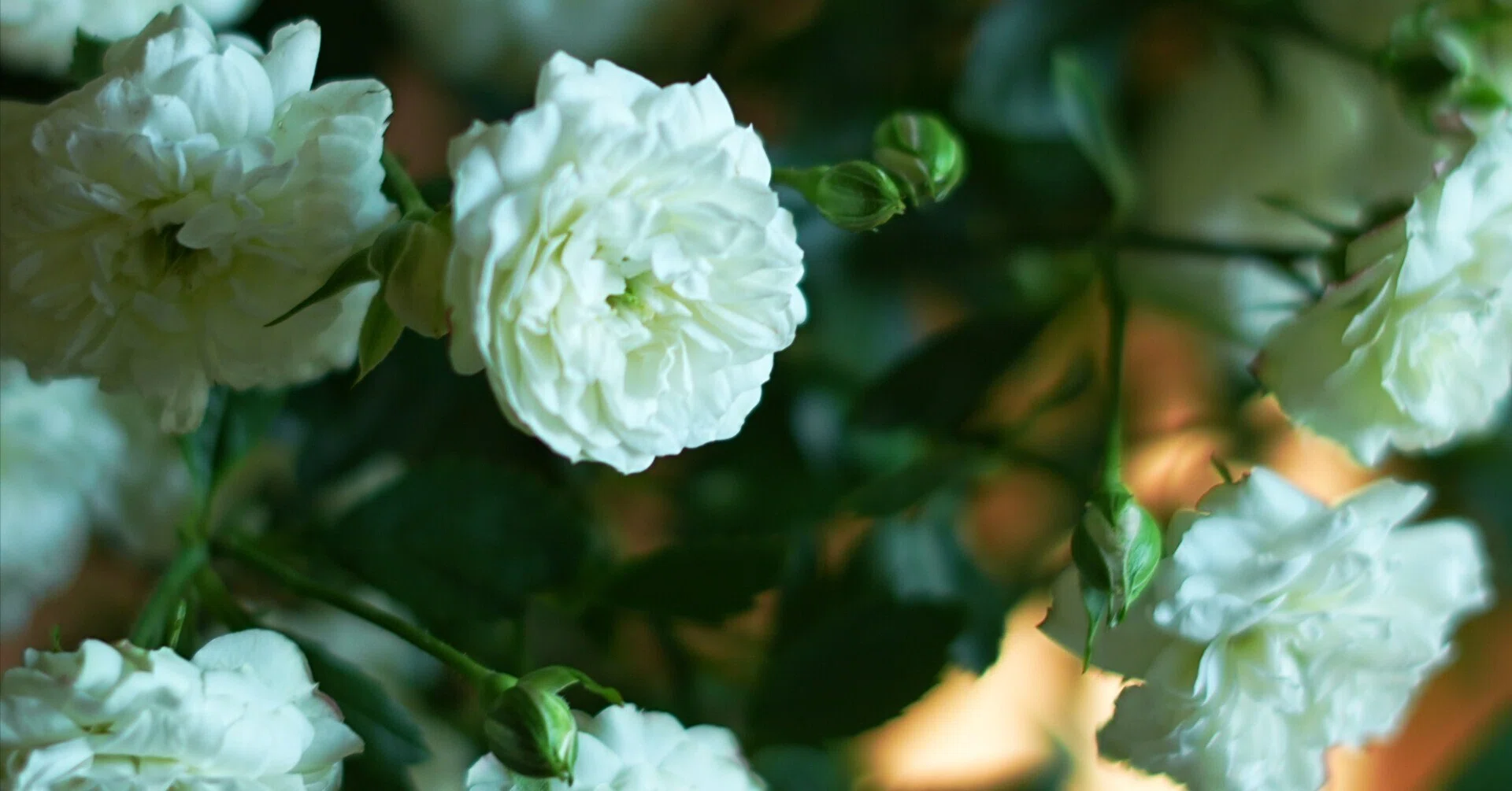 今日の花 バラ グリーンアイス｜花屋のラフ