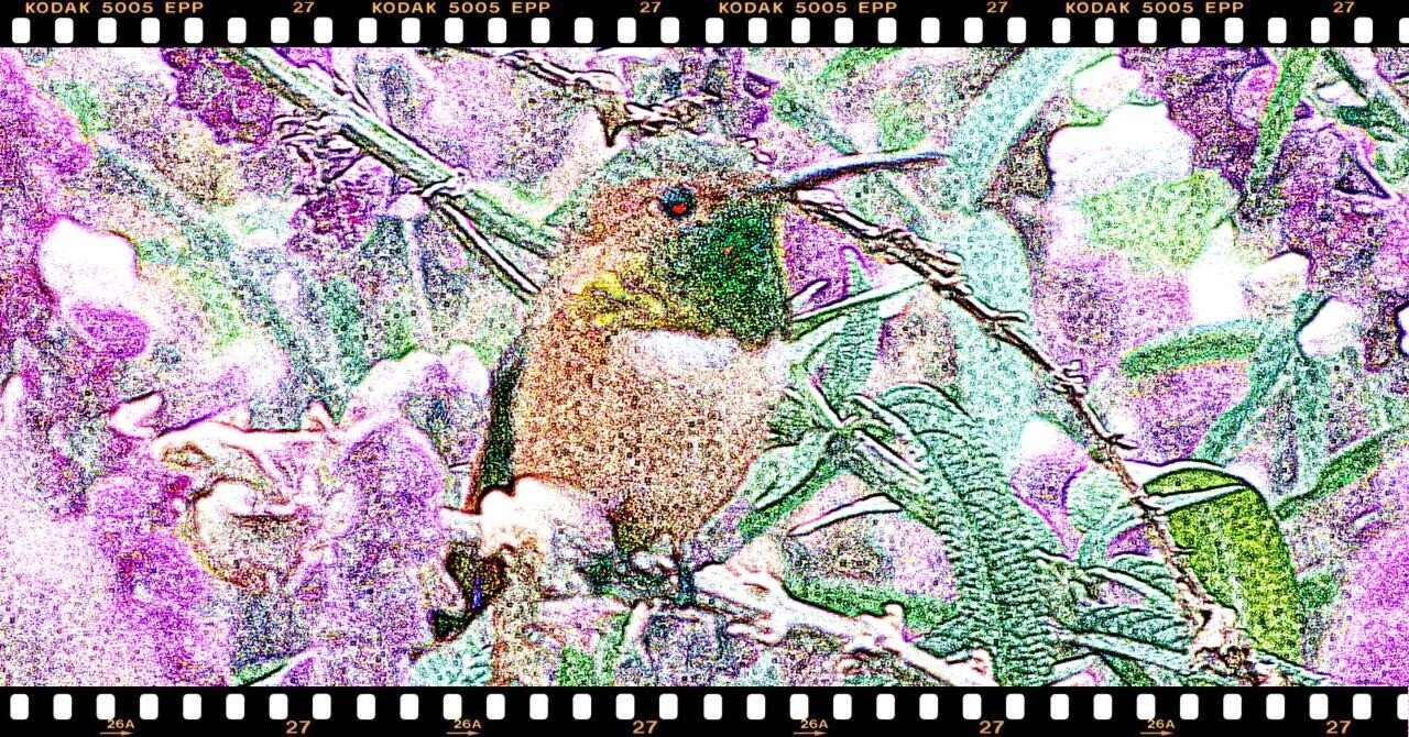 マディソンパーク　ハチドリ ロサンゼルスの街角｜世界最小の鳥「ハチドリ」 ｜アメリカーナの写真