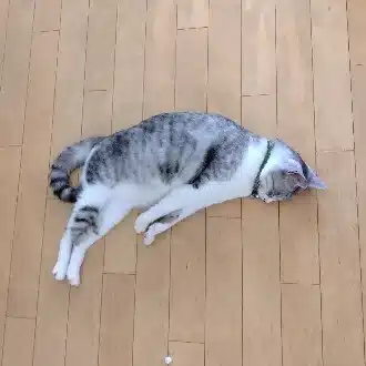 サバトラ