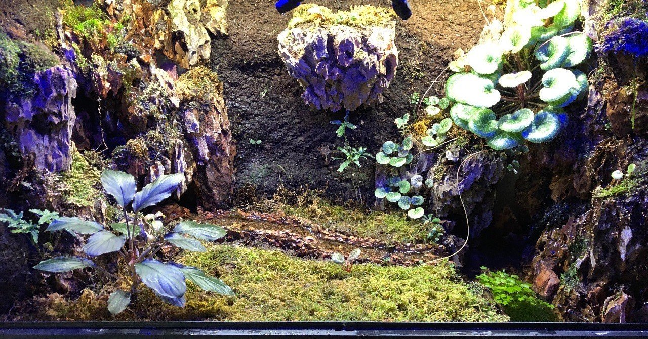 パルダリウム 1年経過 Takashi Suda かんた Note パルダリウム 1年経過 Takashi Suda かんた Note