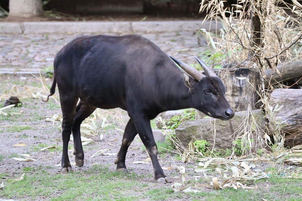 熱帯アジアの美しき野生ウシたち。｜Mr.シンゲツ