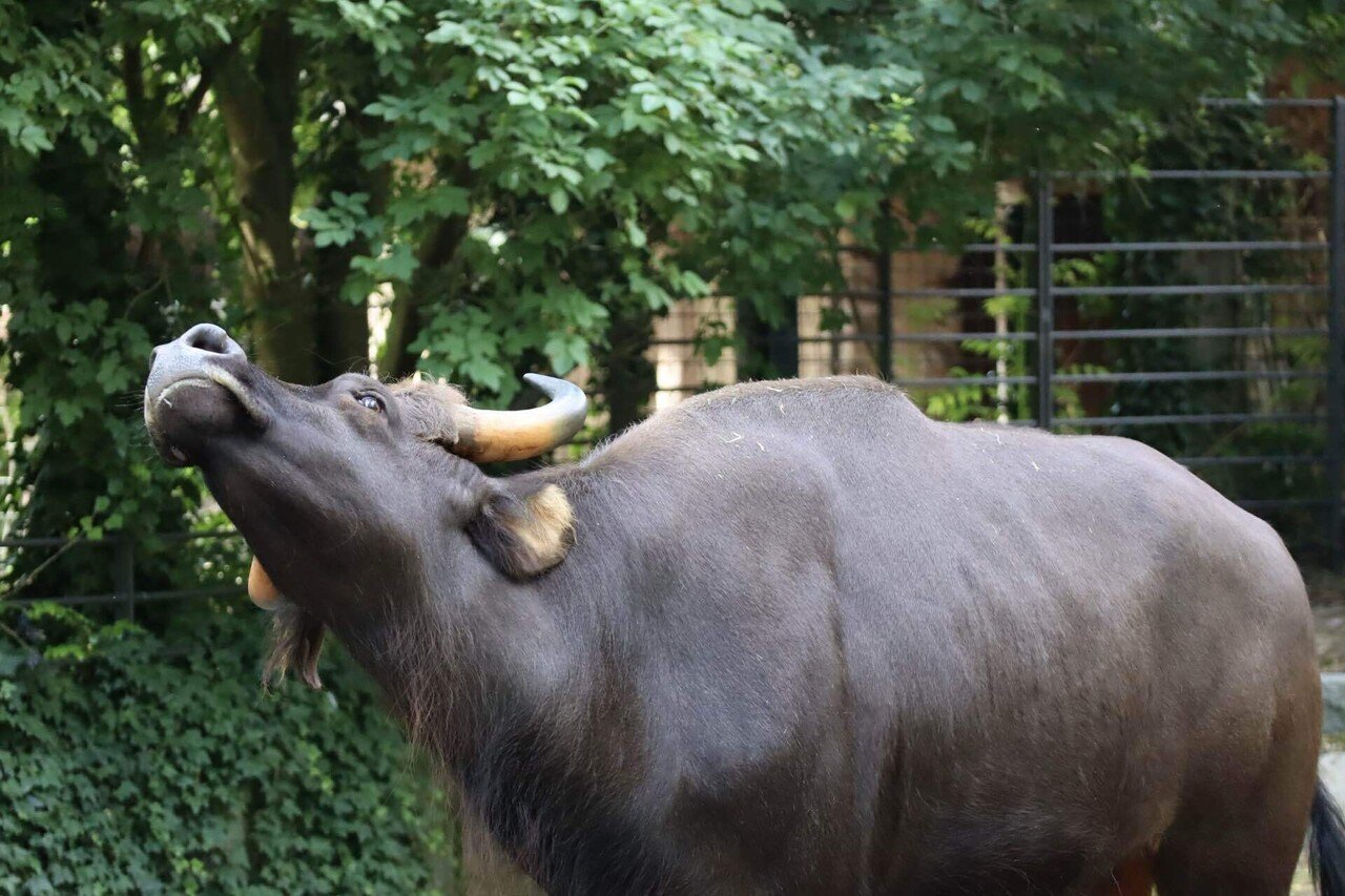 熱帯アジアの美しき野生ウシたち。｜Mr.シンゲツ