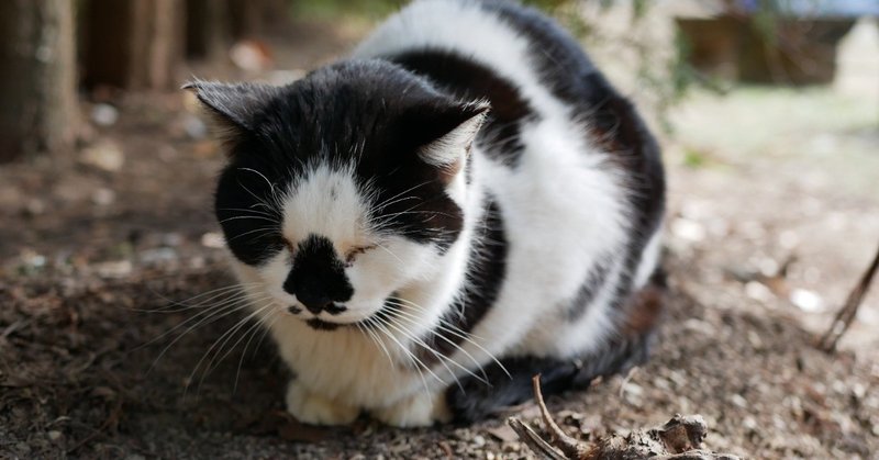 夫が初めて動物病院へ・・・