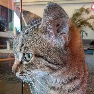 あしゅくむ