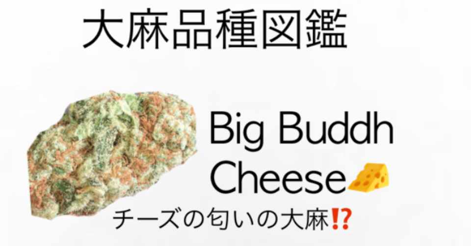 大麻品種図鑑 Big Buddha Cheese チーズの匂いの大麻 Cannabis