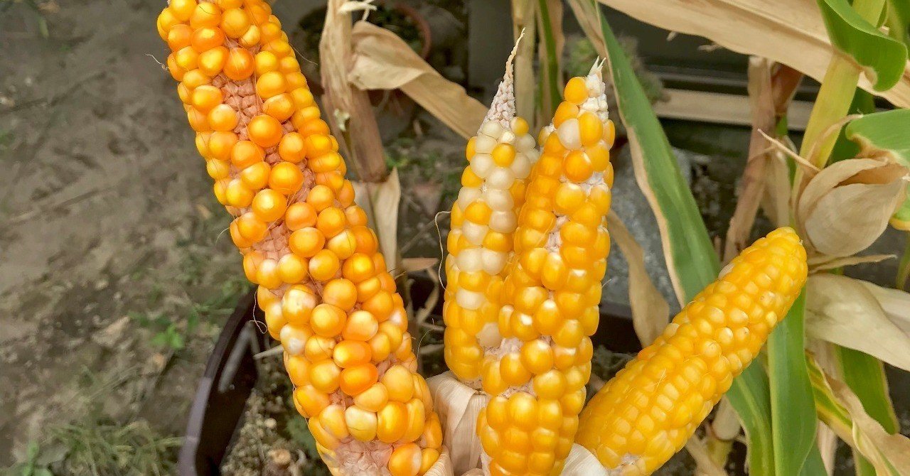 19年 トウモロコシの栽培記録まとめ 黒大根くん2 0 Note