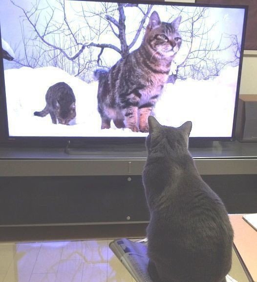 津軽の猫を観る東京の猫。雪がどれだけ冷たくて美しいか、うちのにゃんこは知らないのです。それにしても、岩合さんの撮る猫の凛々しさよ……